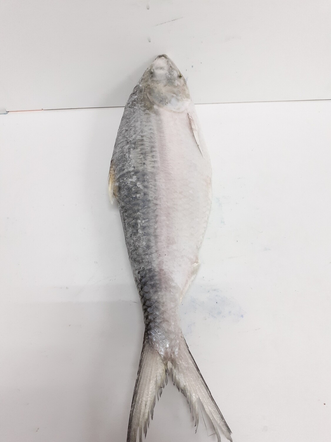 HILSA 1Kg