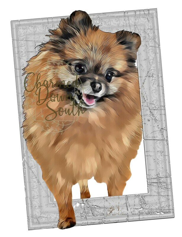 Pomeranian Dog Portrait Rescued and Blank Digital Design (2 PNG files)