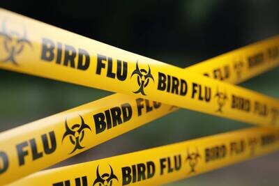 Avian (Bird) Flu