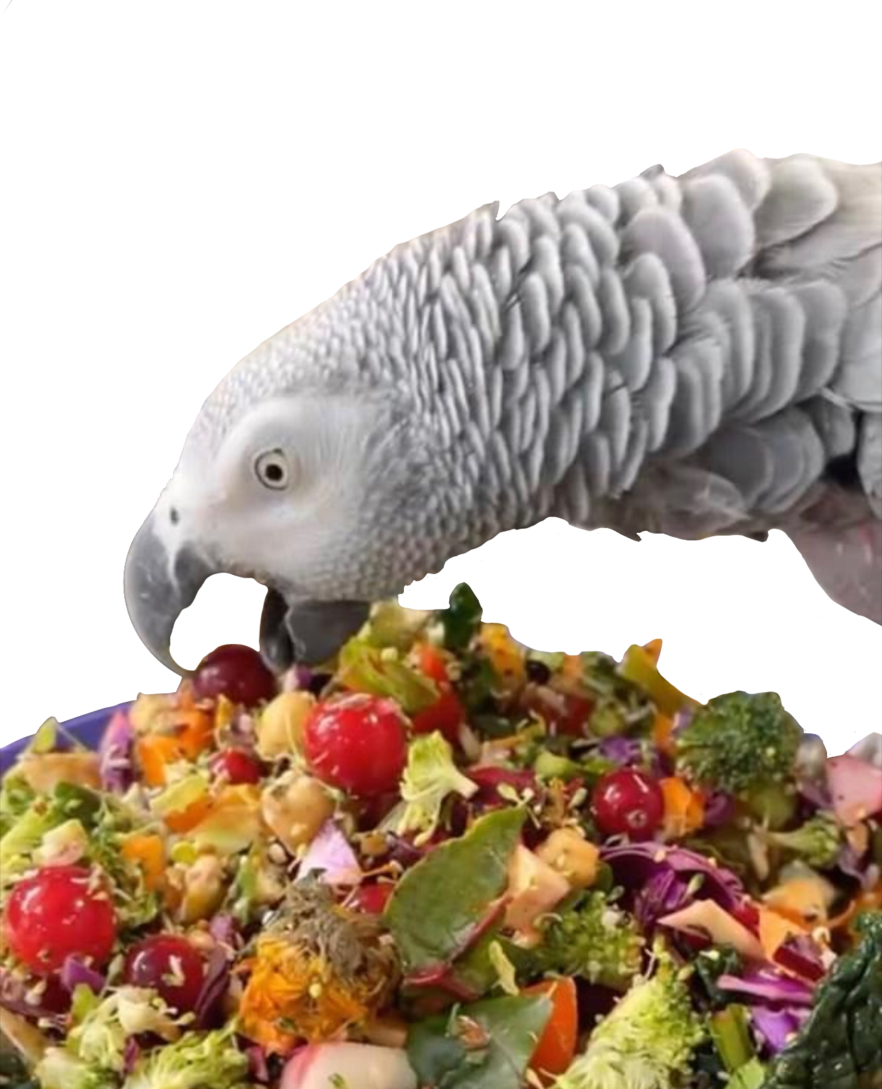 Can Budgies Eat Arugula? A Nutritional Powerhouse for Your Feathered Friends