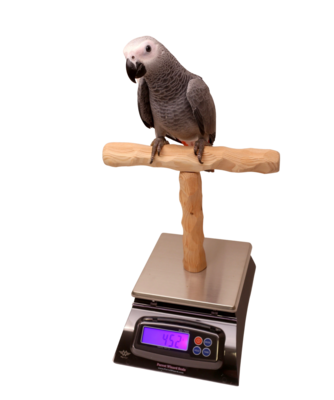 Nu Perch Parrot Training Scale 