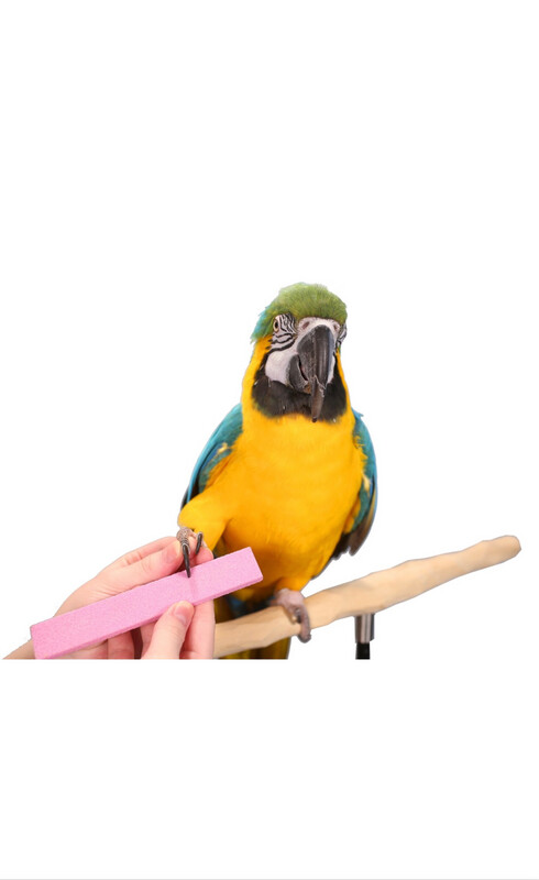 Parrot Nail Trimmer Stone