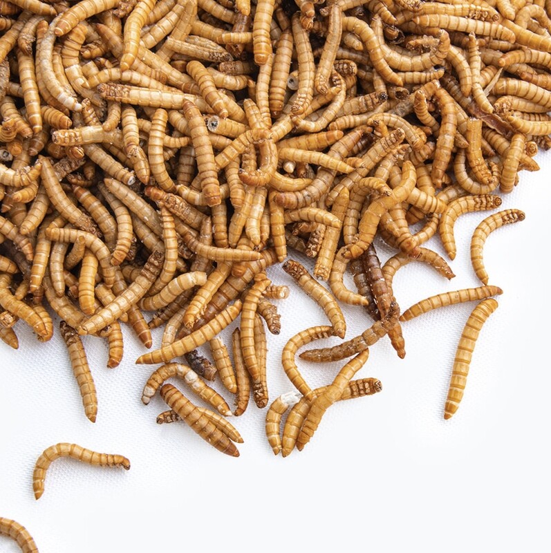 2 oz Freeze Dried Mealworms from Fluker Farms
