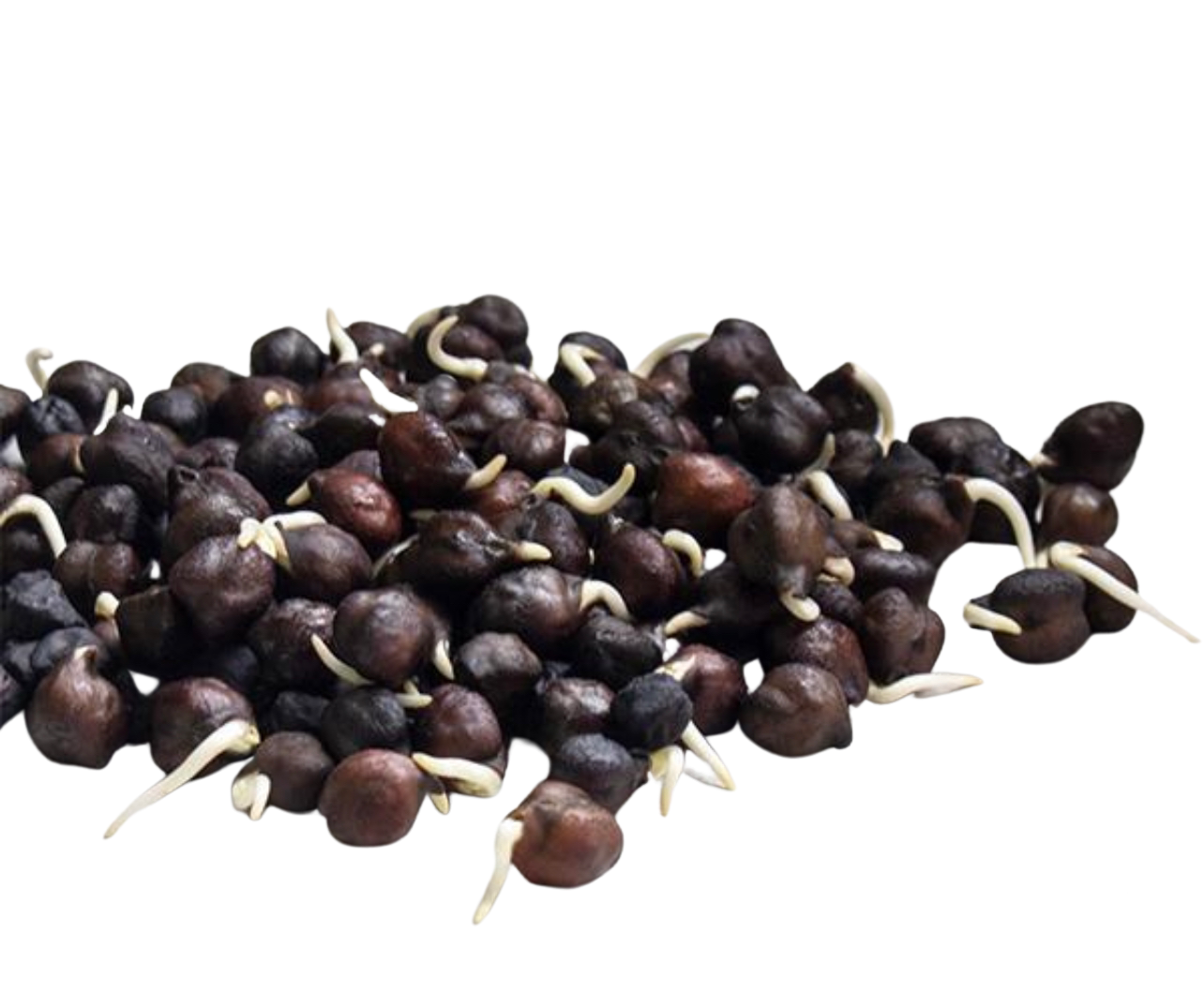 1 Lb Organic Black Garbanzo Beans for Sprouting from True Leaf Market