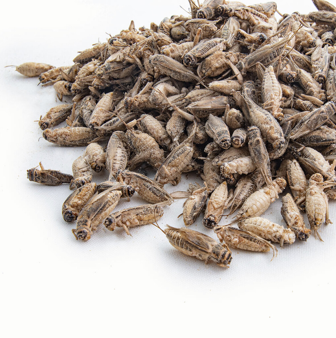 1.5 oz Freeze Dried Crickets