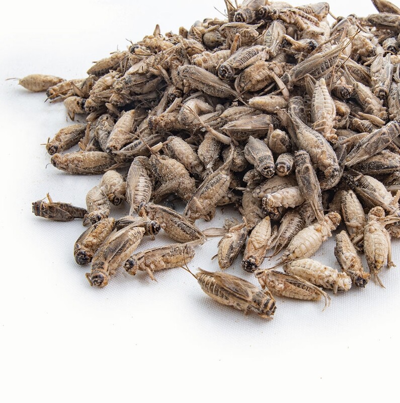 1 Lb Freeze Dried Crickets