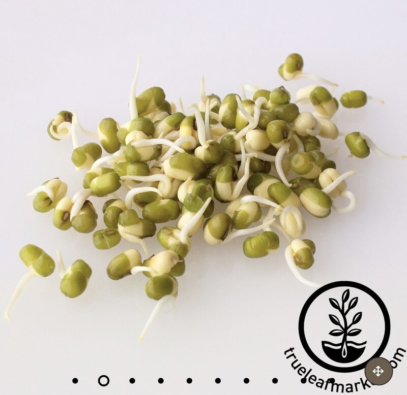 1 Lb Organic Mung Beans for Sprouting - great bioavailable source of Vitamin A. Great for our birds and also the humans too!