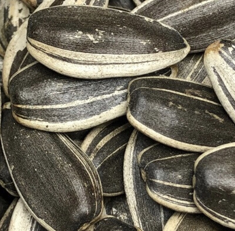 1 Lb Raw Sunflower Seeds in Shell by Argires Snacks