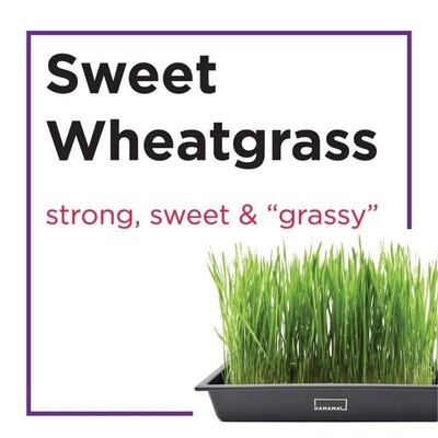 Sweet Wheatgrass - Hydroponic Seed Quilt by Hamama - NOW Buy 1 Get 1 FREE! (you will receive 2)