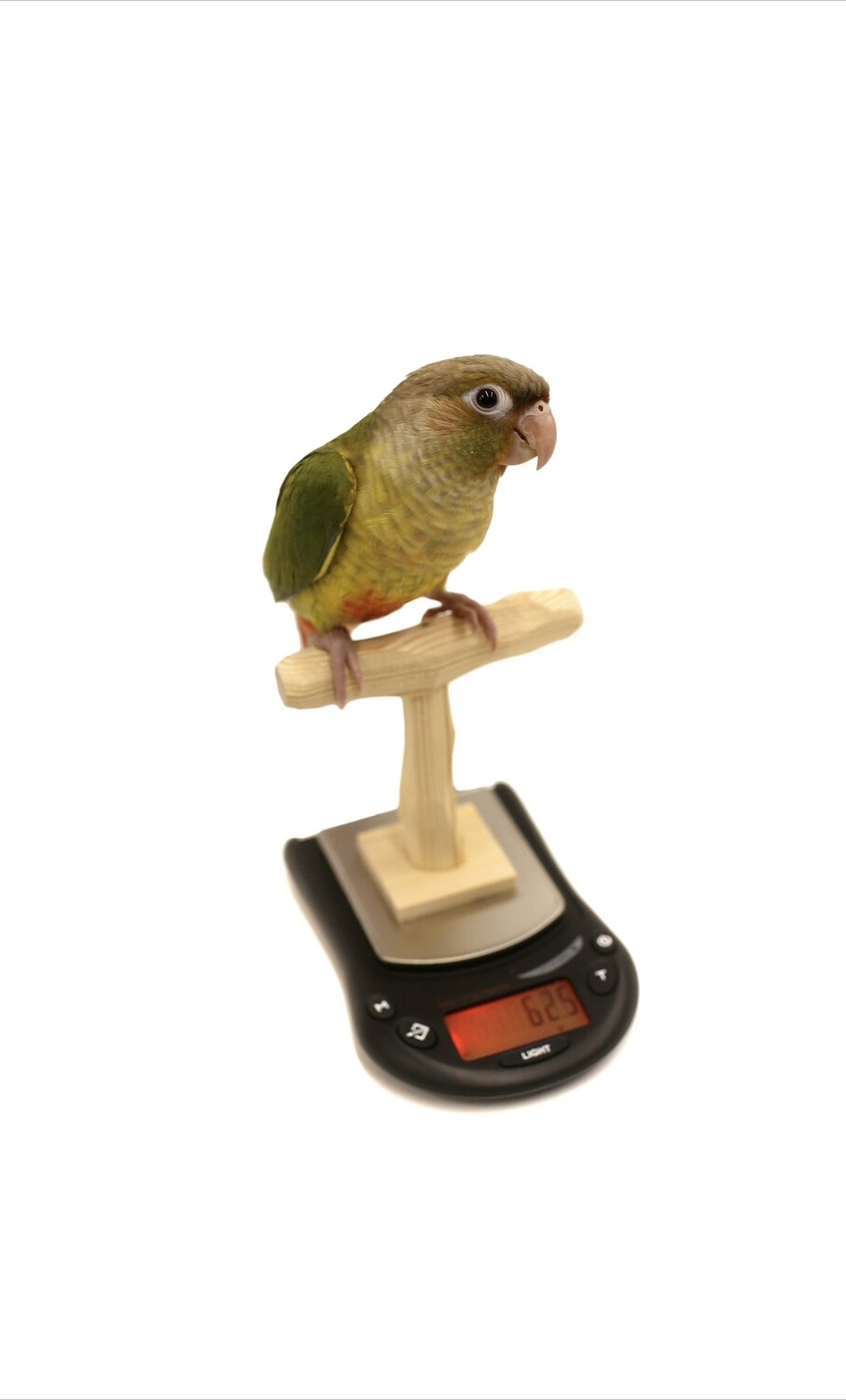 Mini Nu Perch Parrot Training Scale - for budgies, parrotlets, cockatiels, green cheek conures, etc
