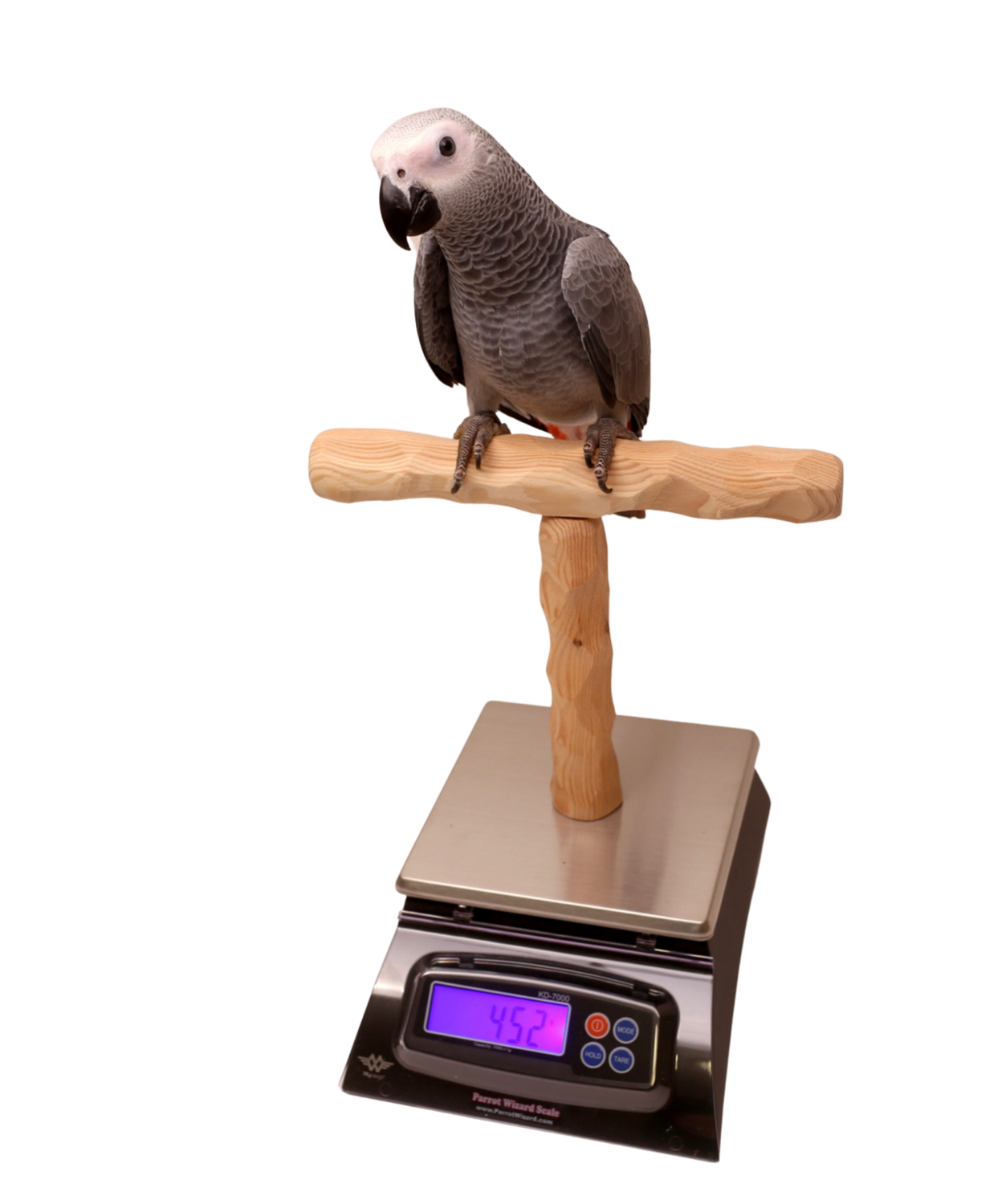 Nu Perch Parrot Training Scale - For all Sized Parrots
