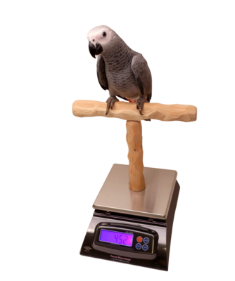 Nu Perch Parrot Training Scale - For all Sized Parrots