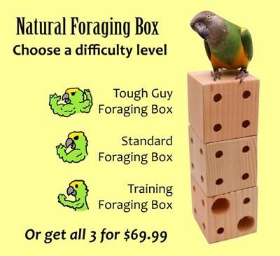 Foraging Box Trio - Includes all 3 of the Foraging Boxes (Foraging Box, Training Foraging Box and the Tough Guy Foraging Box - by Parrot Wizard