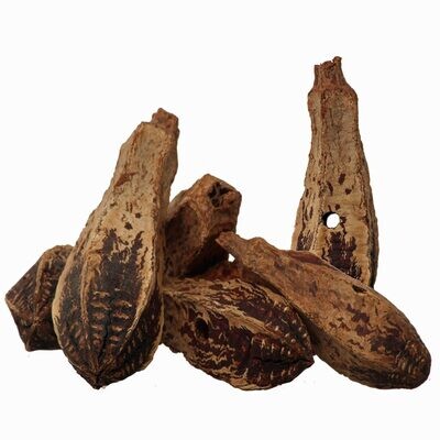 10 Whole Mahogany Pods Drilled