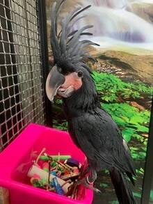 GIANT Hot Pink Foot Toy Bucket | Large Parrot (hardware included to attach inside or outside of your birds enclosure)