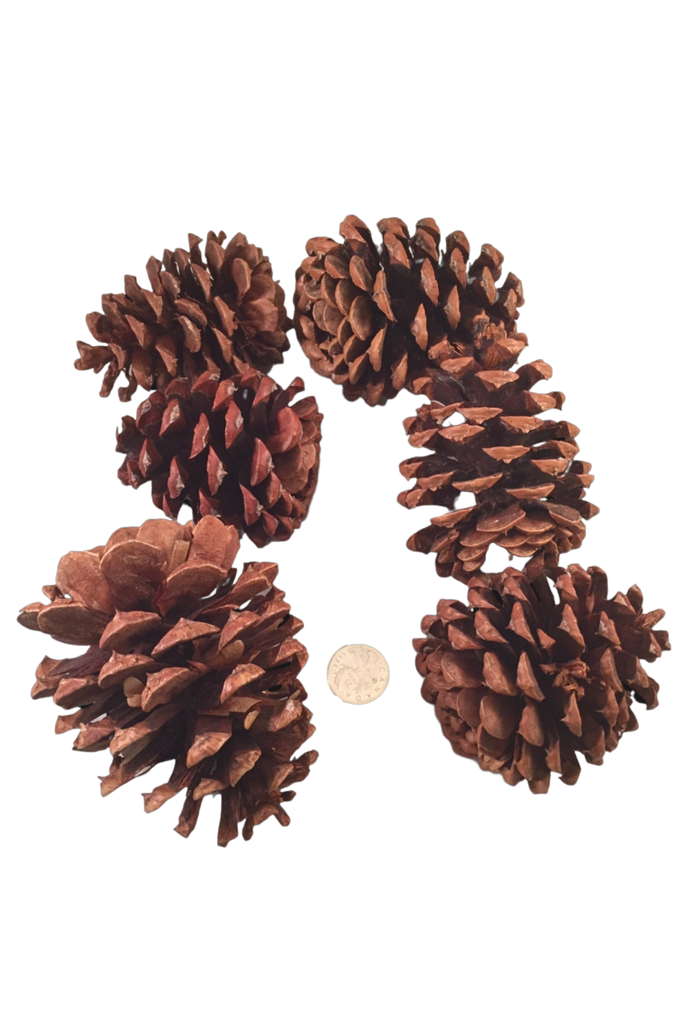 Natural Pine Cones 2" - 12 pc by Bonka Bird Toys
