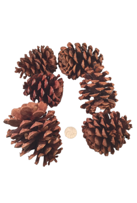 Natural Pine Cones 2-3" - 6pc by Feathered Addictions
