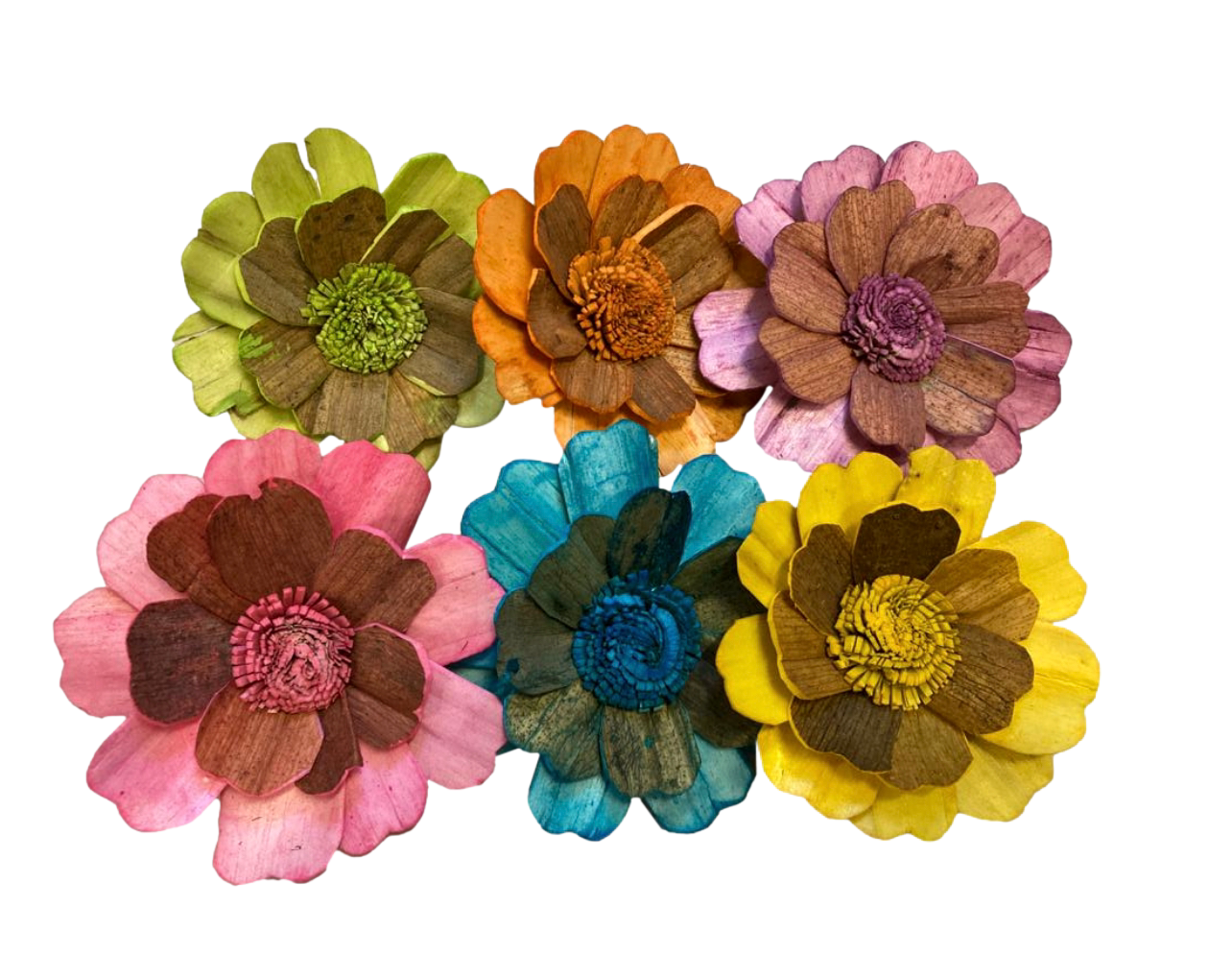 2.5&quot; Bloomin&#39; Sola Tulipwood Flower 6pc by Feathered Addictions