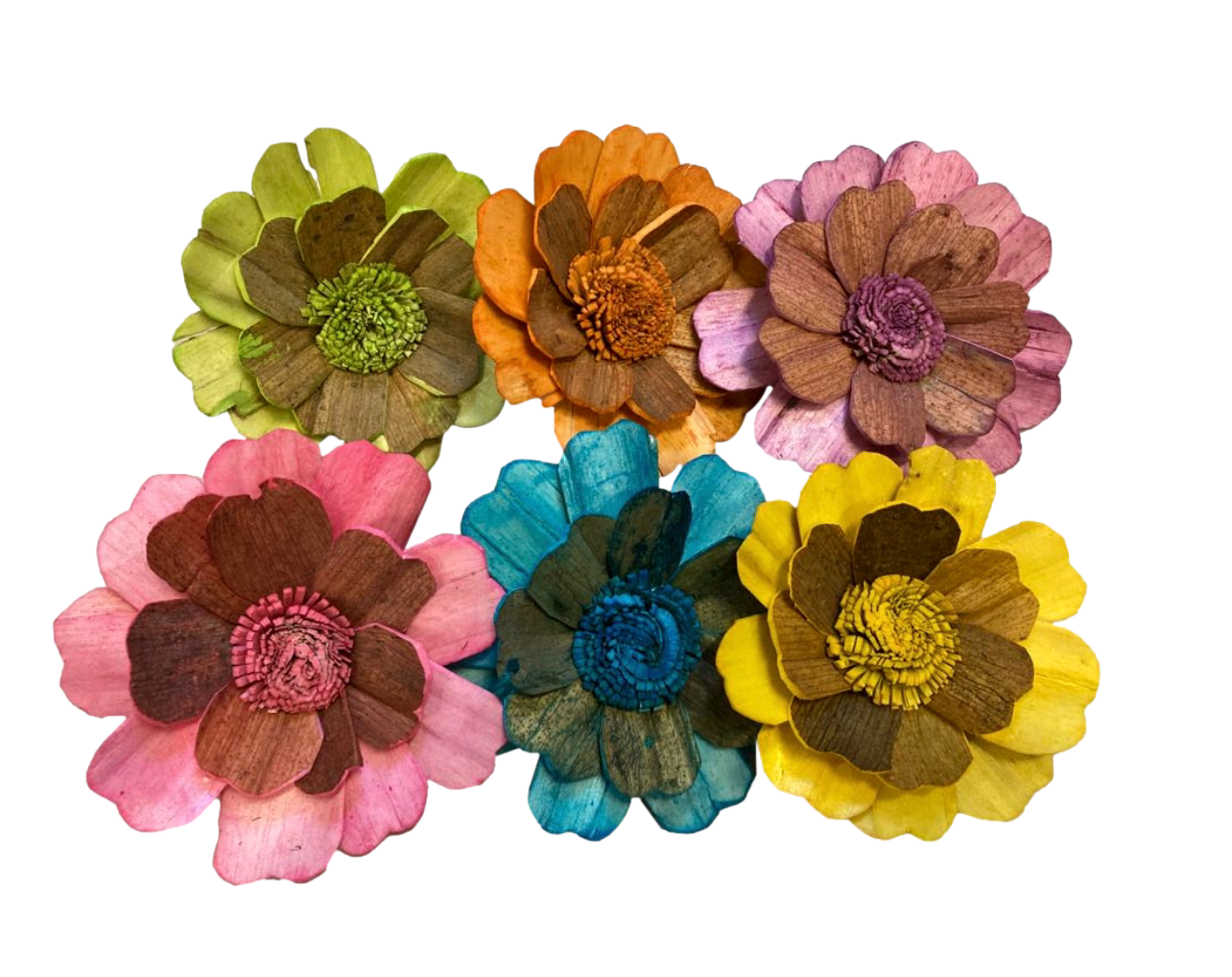 Large 4&quot; Bloomin&#39; Sola Tulipwood Flower 3pc by Feathered Addictions