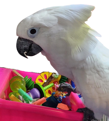 Foot Toys