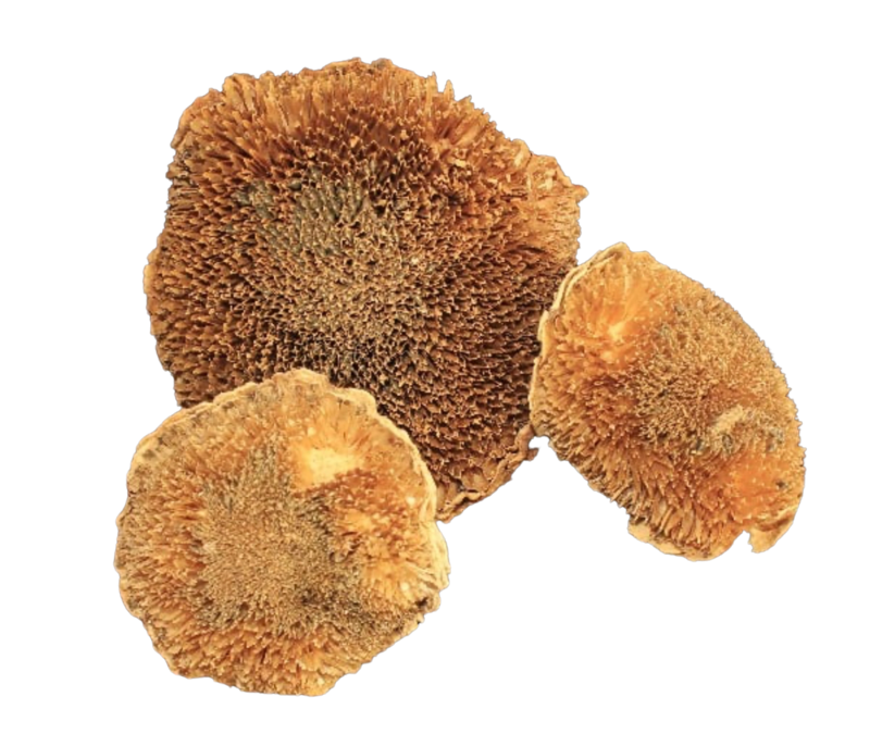 3 Pack Natural Sunflower Heads