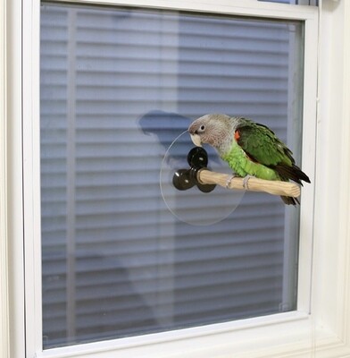 Window NU Perch by Parrot Wizard
