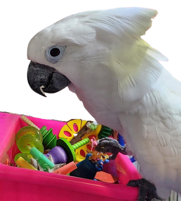GIANT Hot Pink Foot Toy Bucket | Large Parrot (hardware included to attach inside or outside of your birds enclosure)