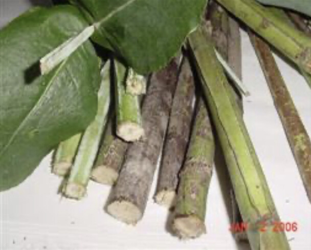 Organic Eucalyptus 1 Lb of Eucalyptus Chew Sticks