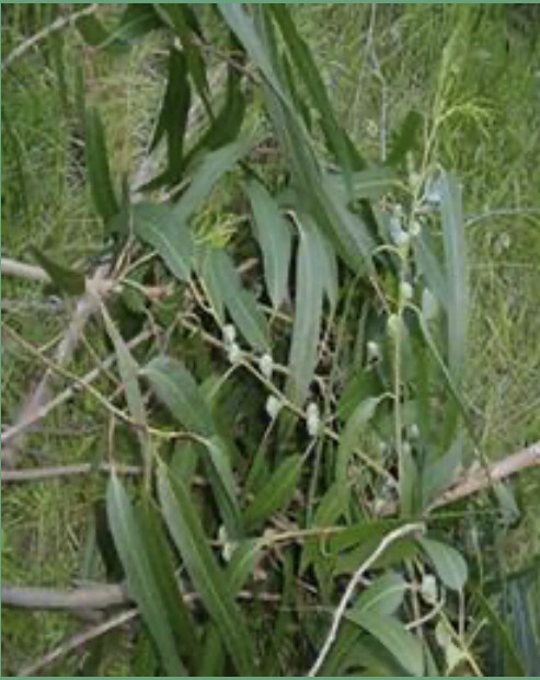 Organic Eucalyptus 5 Lb Combo Pack: Half Leaves & Half Branches -Breeders and Aviaries
