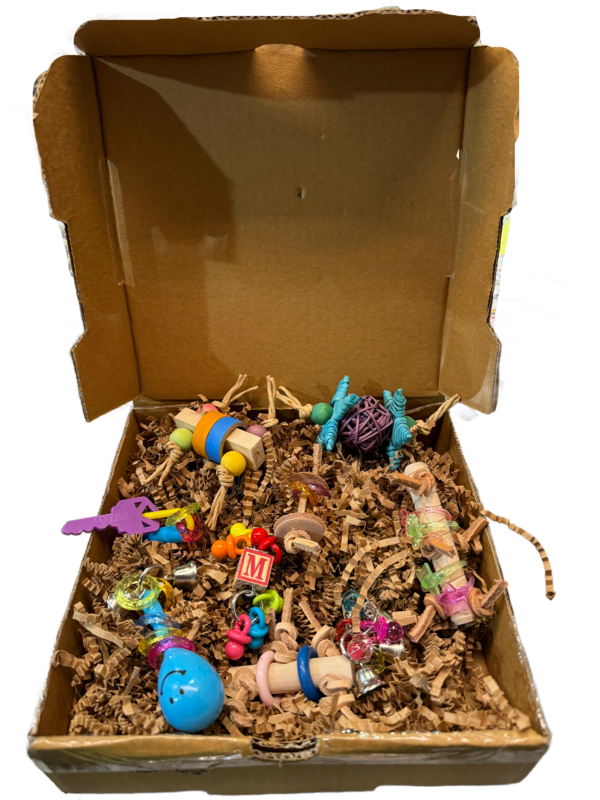 9 Pack Foot Toy Pizza Party Box for Small Birds - by Feathered Addictions