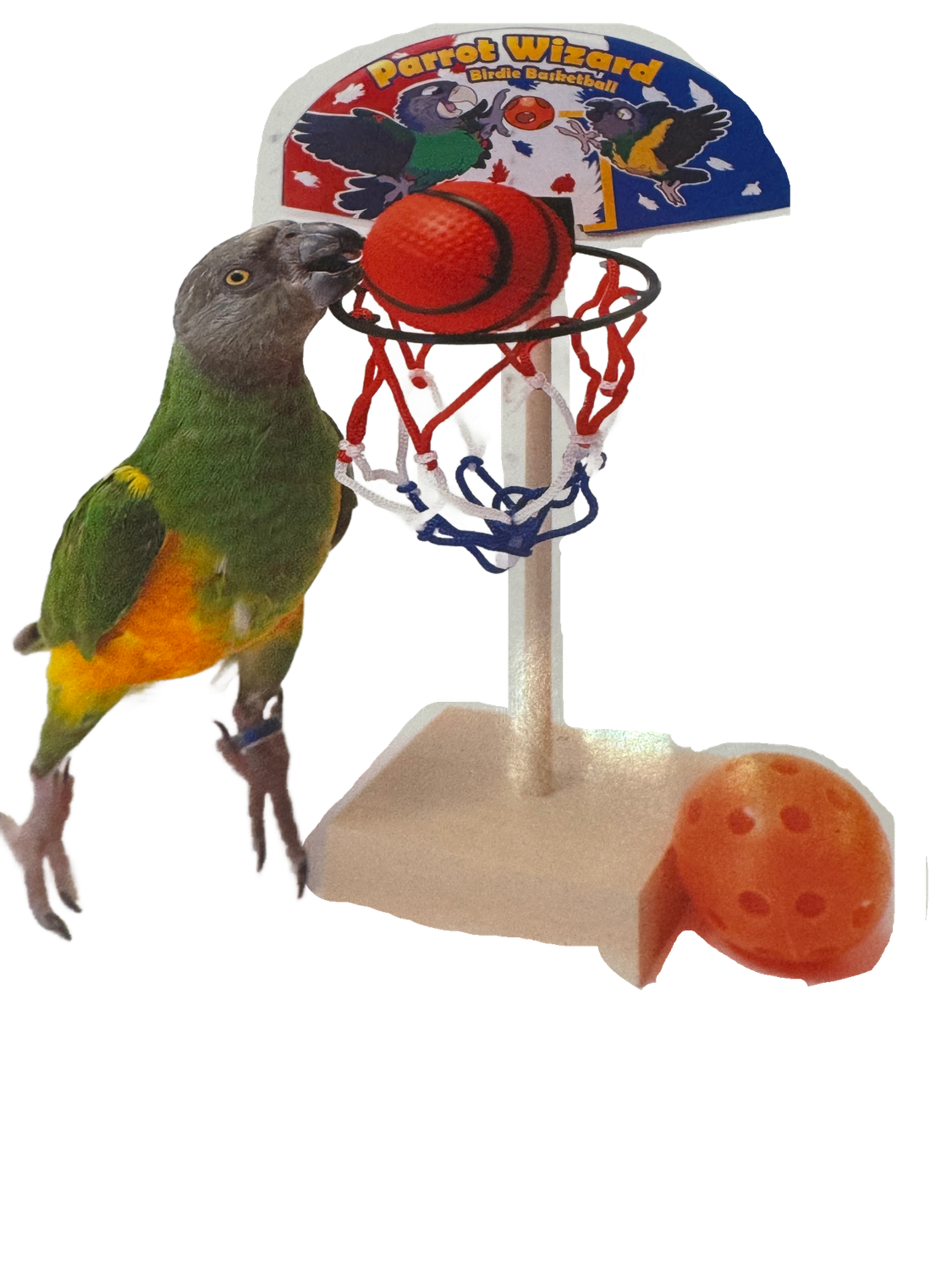 Birdie Basketball by Parrot Wizard