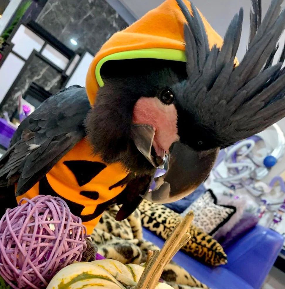 JackOLantern Hoodie by Avian Fashions