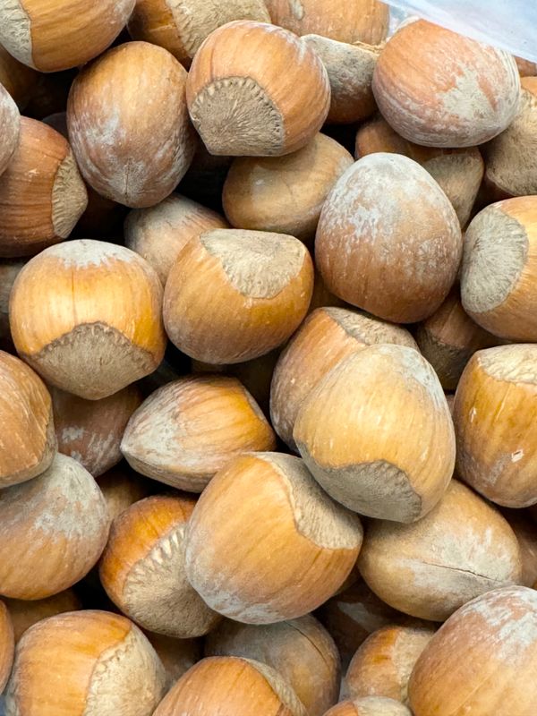 1 Lb in Shell raw Filberts aka Hazelnuts, California