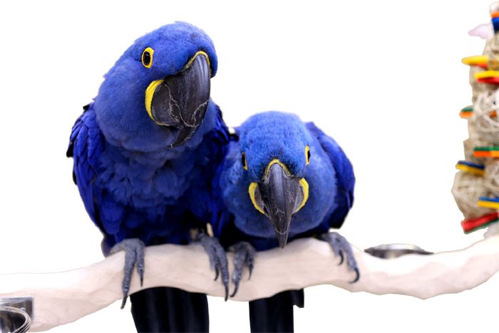 Replacement NU PERCH for Large Stainless Steel Parrot Play Stand - Play Gym - Made in USA by The Parrot Wizard