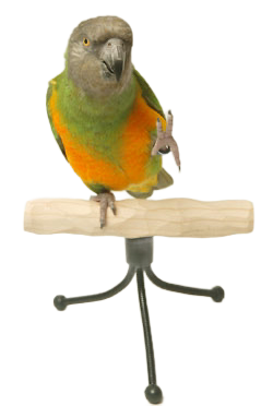 Pocket Perch