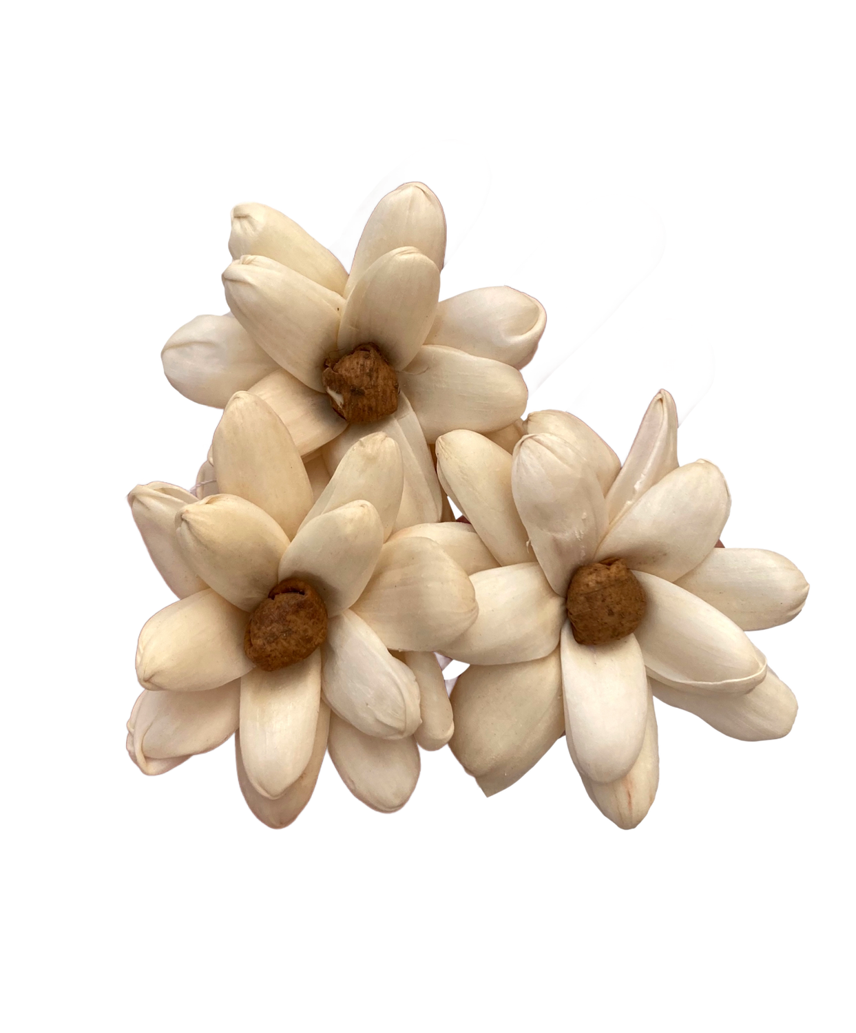 Sola Crazy Daisy Natural - 4pc by Feathered Addictions