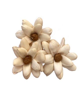 Sola Crazy Daisy Natural - 4pc by Feathered Addictions