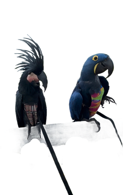 Avian Fashions FlightSuits™ &amp; Hoodies