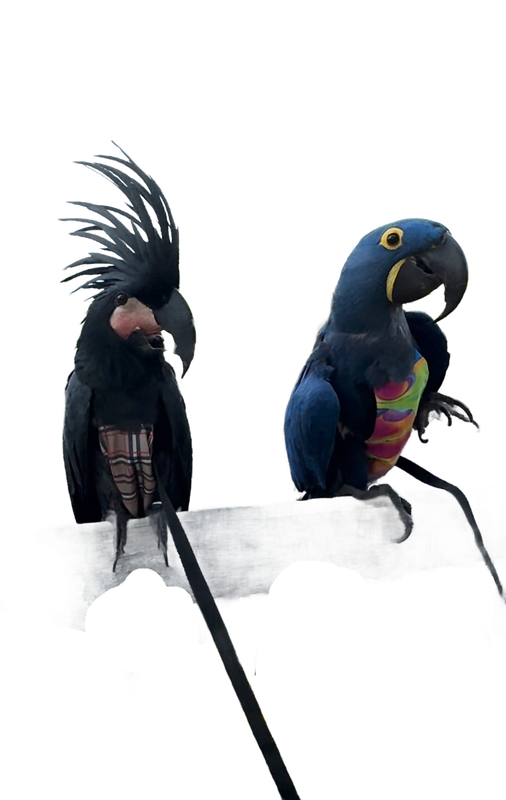 Avian Fashions FlightSuits™ &amp; Hoodies