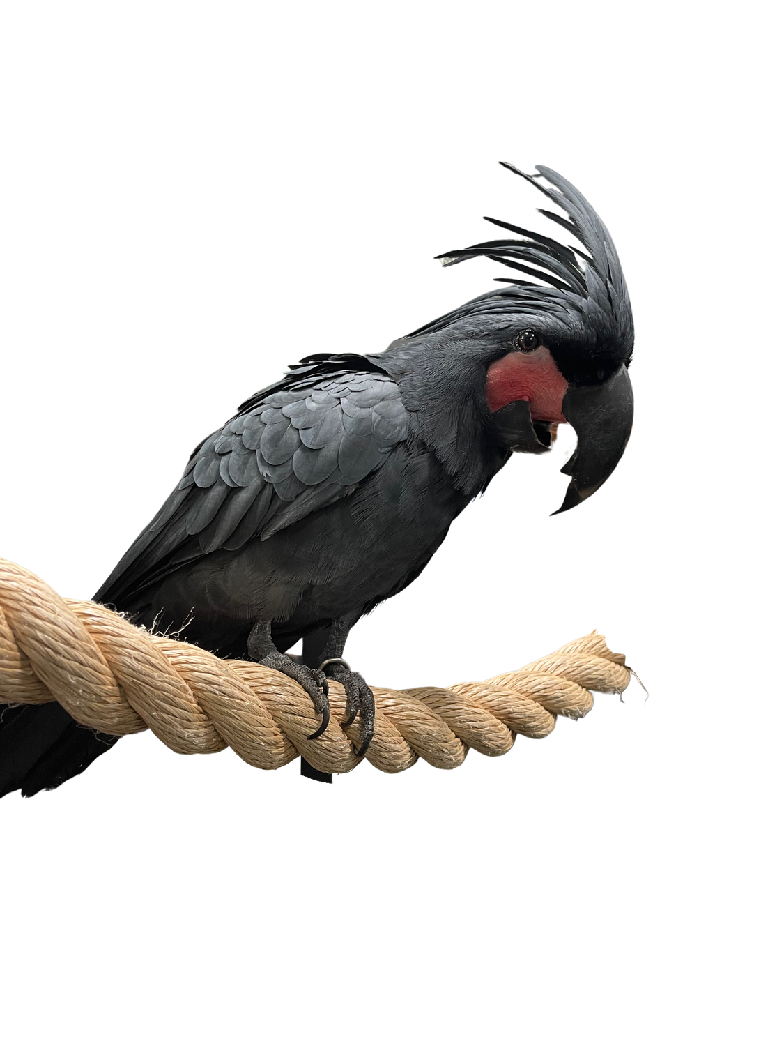 2 Inch Polypropylene Rope Perch - Natural Color 72&quot; Length with Quick Links on Both Ends