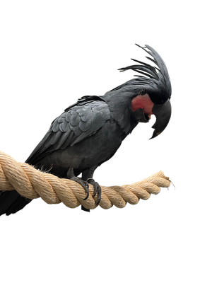 2 Inch Polypropylene Rope Perch  - Natural Color 36&quot; Length