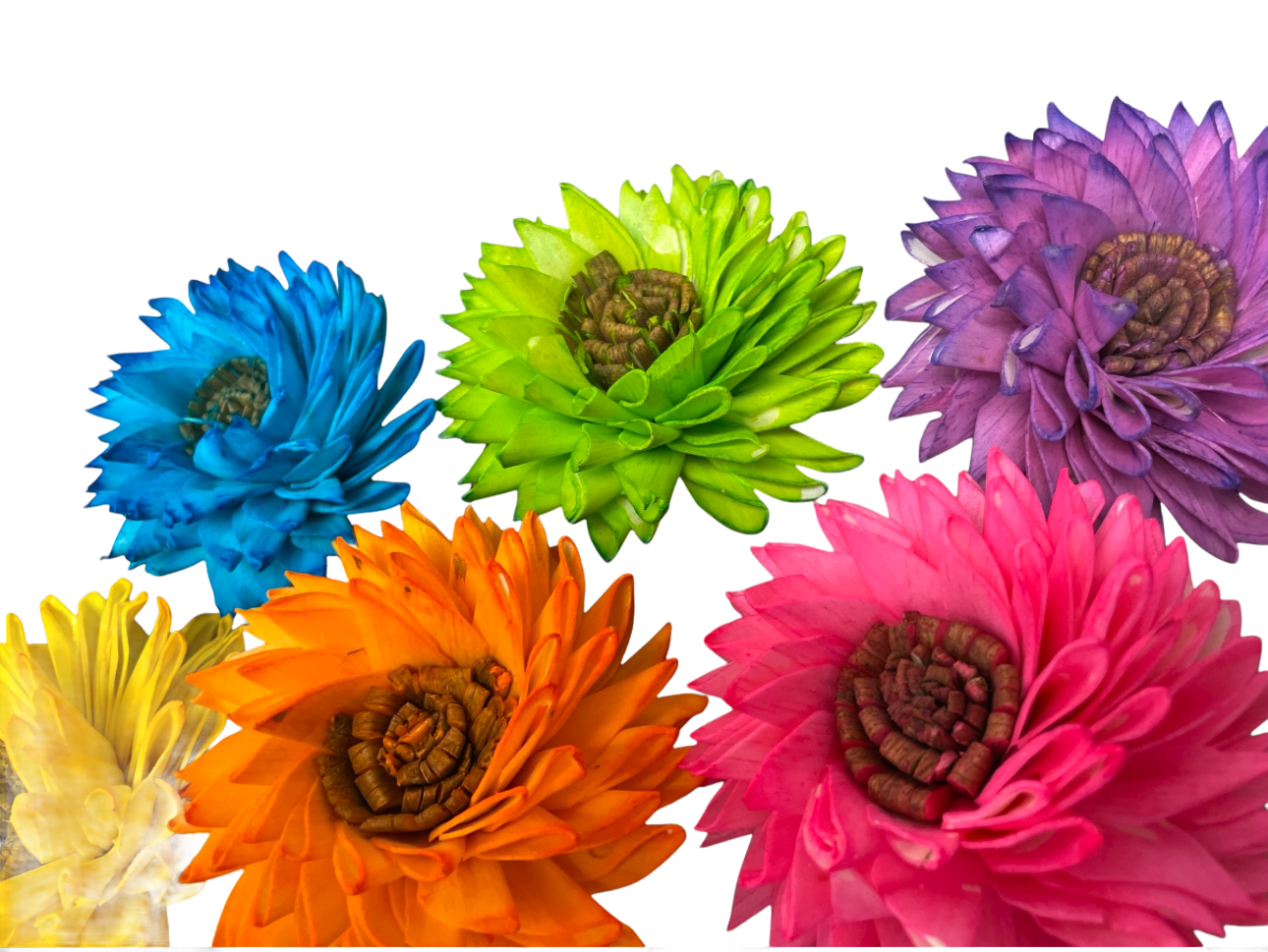 3 Pack Sola Howdy Whirl Color Large Flower by Feathered Addictions
