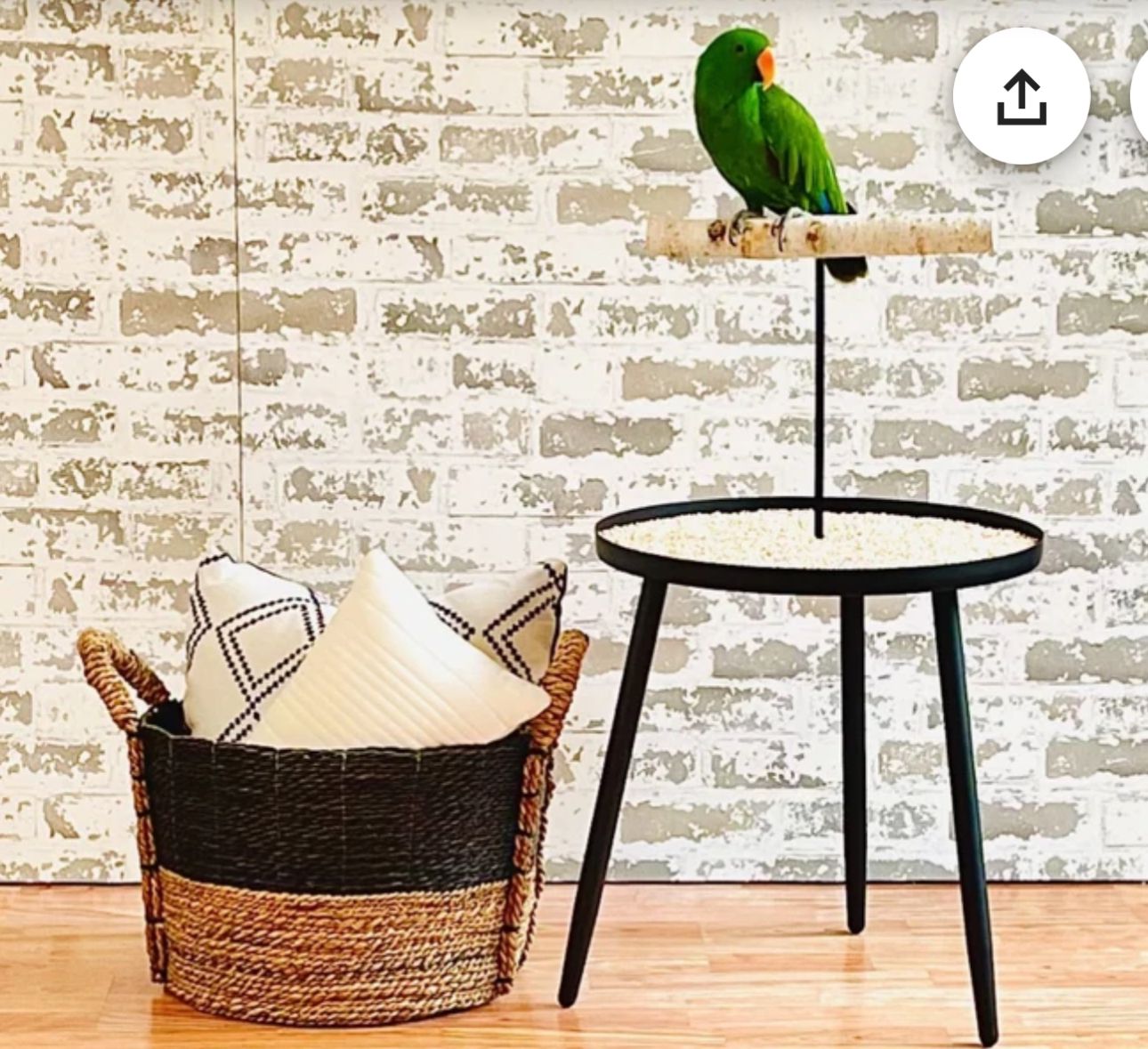 Black Side Table Parrot Stand by The Modern Parrot