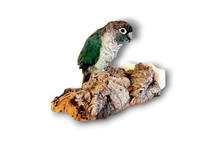 Cork Perch Mini Size by Peter Piper Parrots