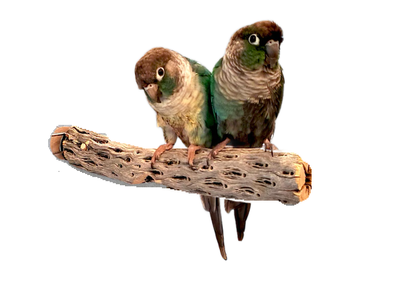 Cholla Cactus Parrot Perch by Peter Piper Parrots