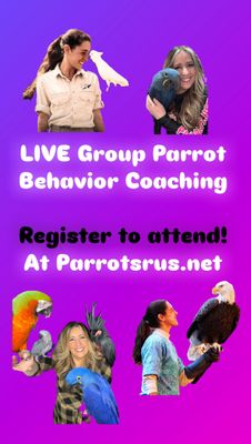 LIVE Group Parrot Behavior Coaching Session #4 - will be held Tuesday, Dec 16th, 7:30pm ET - 9:00pm ET with Unlimited Access to the Recording afterwards LIVE Group Parrot Behavior Coaching Session #4 - will be held Tuesday, Dec 16th, 7:30pm ET - 9:00pm ET with Unlimited Access to the Recording afterwards