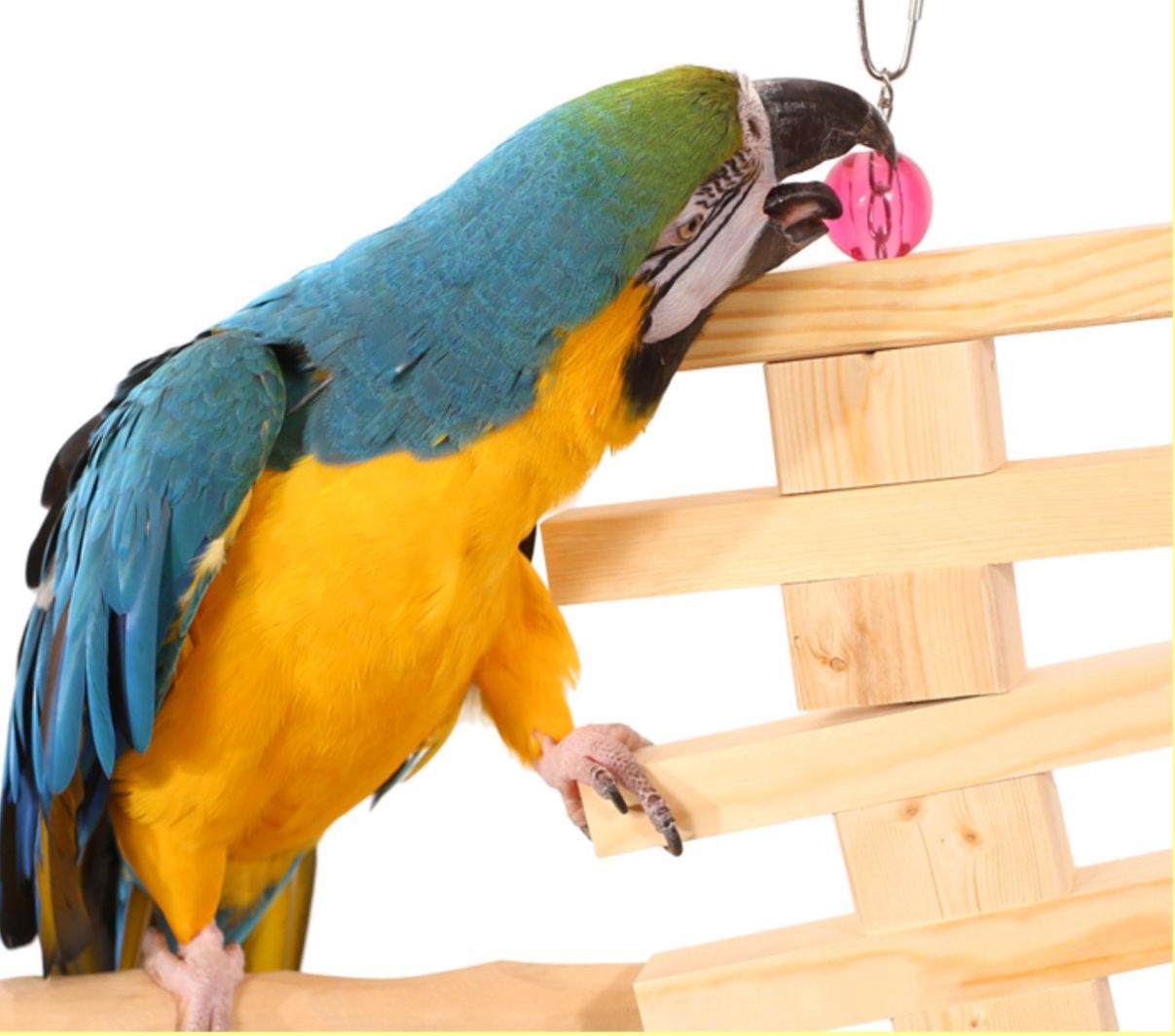 Parrot Bites Door Large by the Parrot Wizard