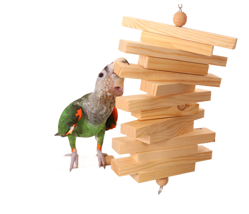 Parrot Bites Slats Medium by the Parrot Wizard