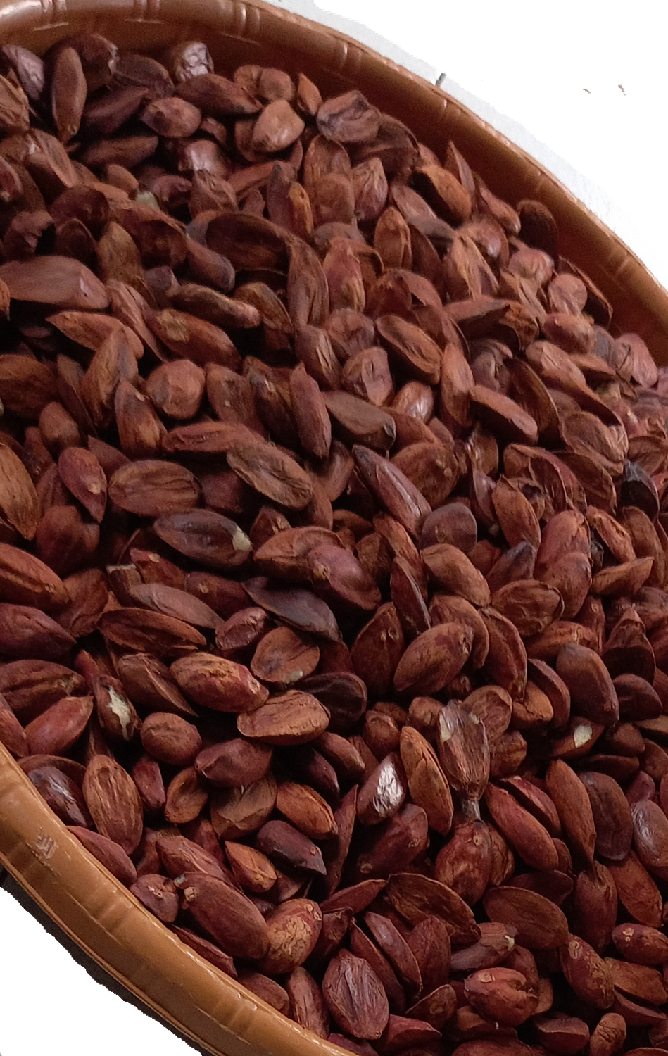 1 Lb Shelled Kenari Nuts from Indonesia and by Indonesia Parrot Project -- Great for Medium and Large Size Birds!