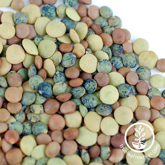 1 Lb Organic Crunchy Lentil Feast Sprouting Mix - a mixture of french, red and green lentils. Great for our Birds and for the Humans too!